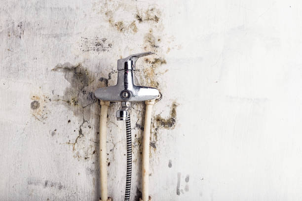 Best Black Mold Removal  in New Hampton, IA