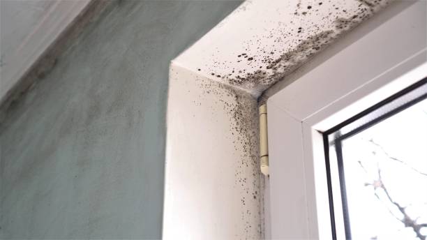 Best Toxic Mold Removal  in New Hampton, IA