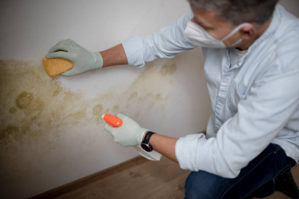 Best Commercial Mold Removal  in New Hampton, IA
