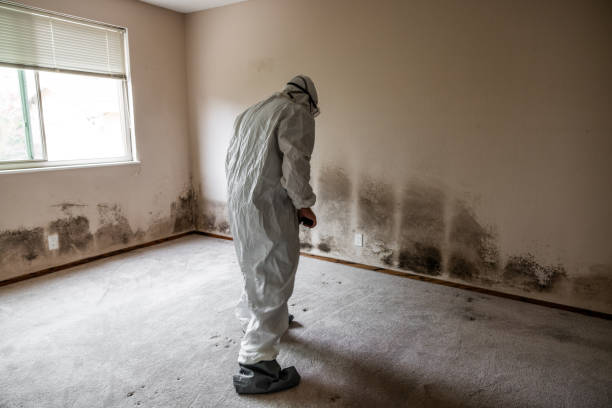Best Professional Mold Removal  in New Hampton, IA