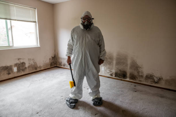 Professional Mold Removal in New Hampton, IA