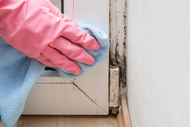 Best Mold Damage Repair  in New Hampton, IA